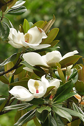 Magnolia grandiflora Large Image 2