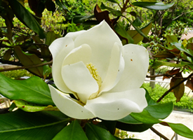 Magnolia grandiflora Small Image 1
