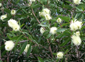 Melaleuca cajuputi subsp. cumingiana Small Image 1