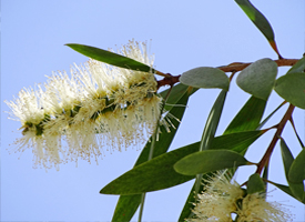 Melaleuca cajuputi subsp. cumingiana Small Image 2