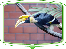 The bird collection of HKZBG is one of the most comprehensive in Asia.