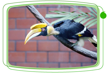 動 植 物 公 園 是 亞 洲 區 內 鳥 類 品 種 最 多 的 公 園 之 一 。