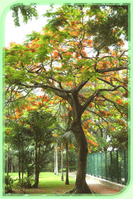 凤凰木是本港其中一种常见的开花树木。