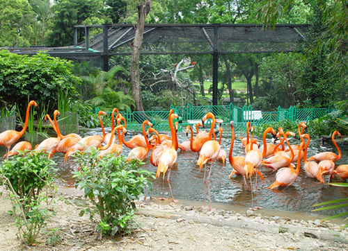 American Flamingoes and Ring-tailed Lemurs are among the favourite 'stars' for visitors to the Hong Kong Zoological and Botanical Gardens.