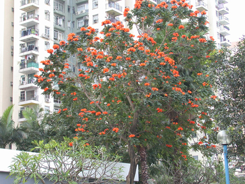 開花樹木為四周環境增添繽紛色彩。