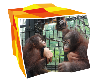 The Bornean Orang-utans in the Hong Kong Zoological and Botanical Gardens are very popular with visitors.