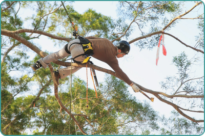 A staff member practises his skills at an arboriculture training camp.
