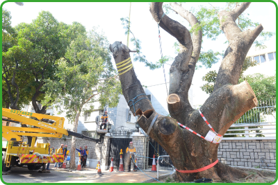 Staff removing a potentially dangerous Old and Valuable Tree for public safety reasons.