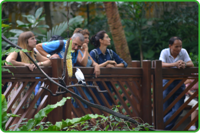 The aviary at Hong Kong Park has an elevated walkway from which visitors can watch birds in the tree canopy.