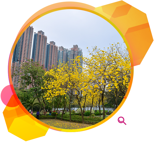 The planting of flowering species of trees is a good way of beautifying the urban environment.