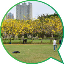 Tabebuia chrysantha in blossom at Nam Cheong Park.