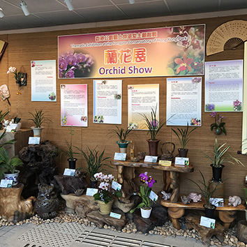 Orchid Show