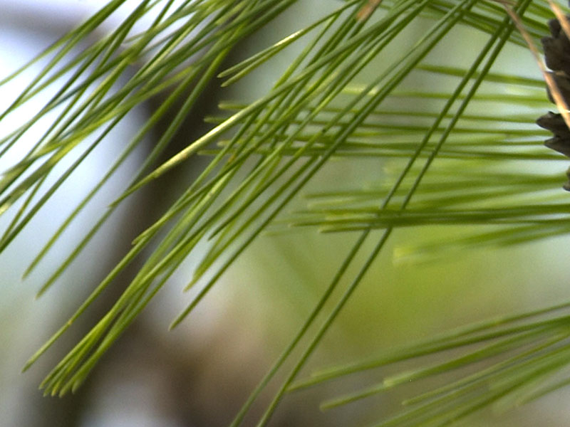 Needle leaves of a pine