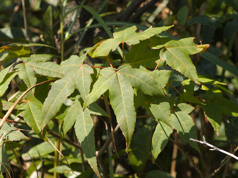 Leaves of Tutcher's Maple