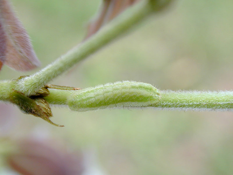 A larva of Common Hedge Blue