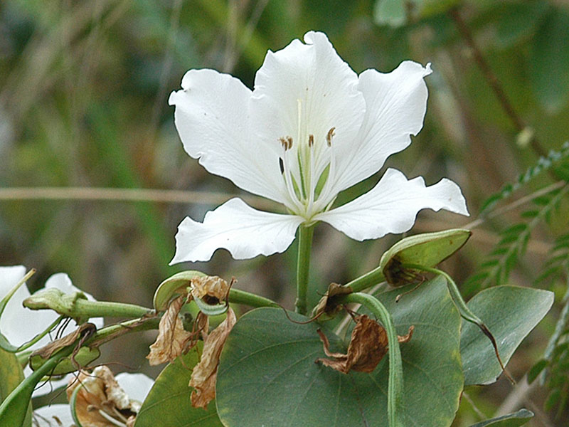 White Bauhinia
