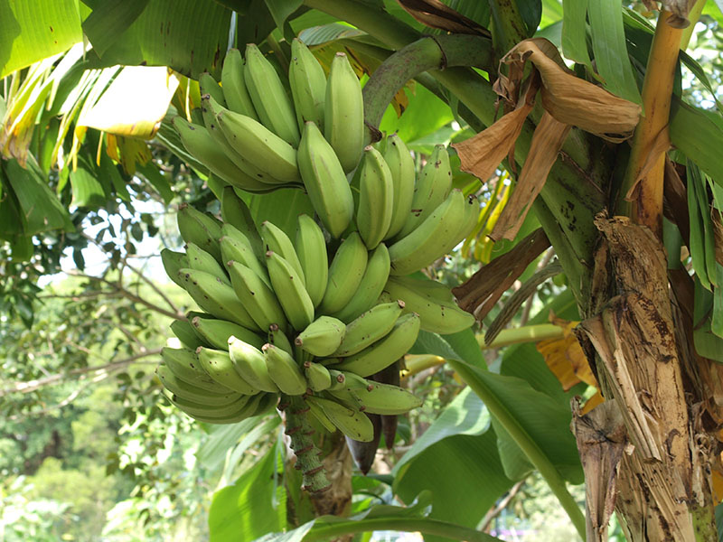 Common Banana fruits