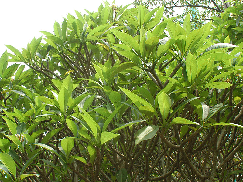 Foliage of Frangipani