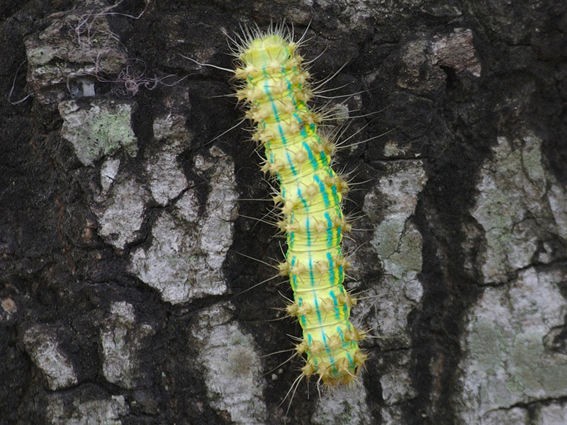 Larva of Indian Silk Moth