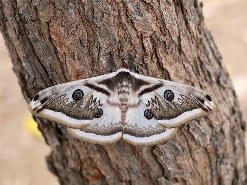 Indian Silk Moth adul