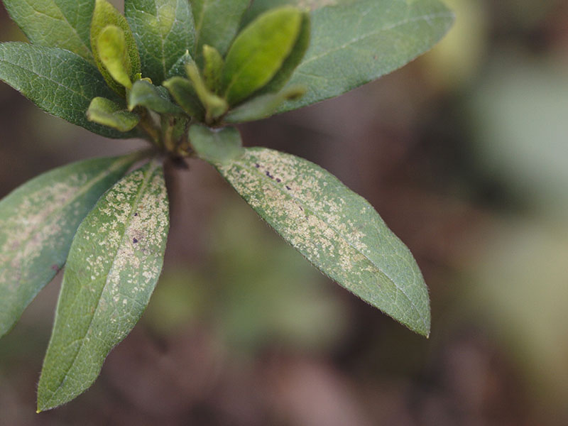 Infected Azalea leaves