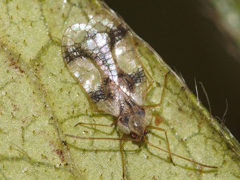 Dorsal view of an Azalea Lace Bug