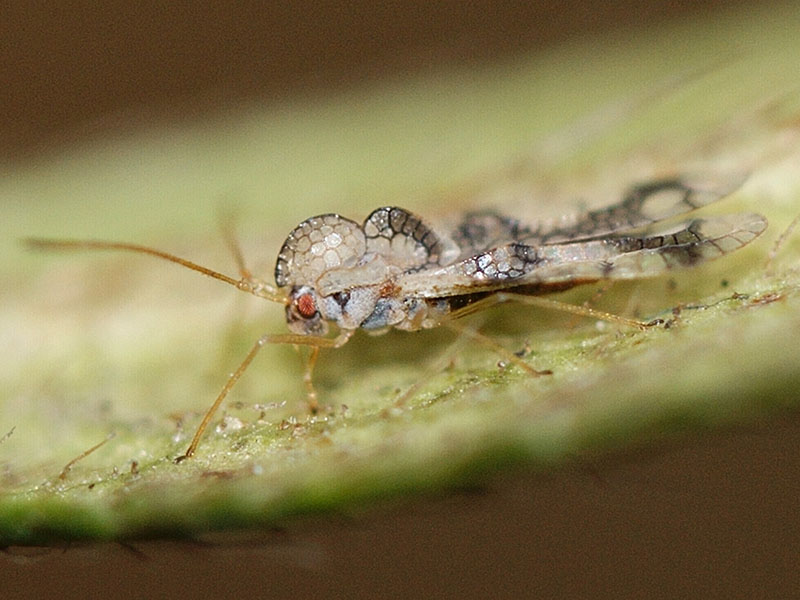Lateral view of an Azalea Lace Bug