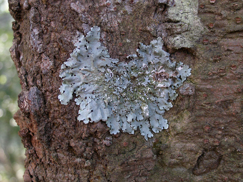 A lichen species only grows under clear air
