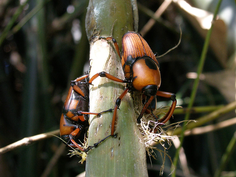 Bamboo eating insects