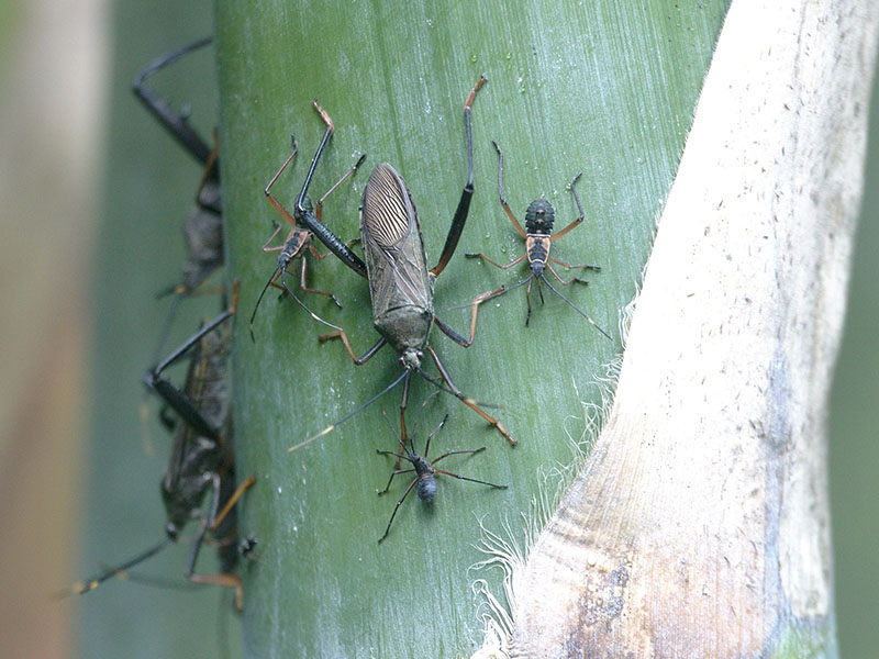 Adults and nymphs of the Bamboo Coreid Bug
