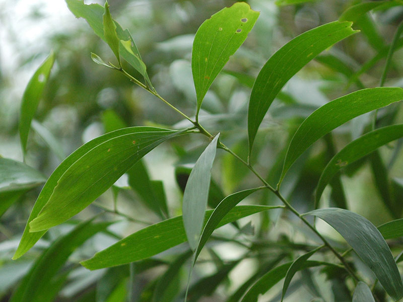 Leaves of Ear-leaved Acacia