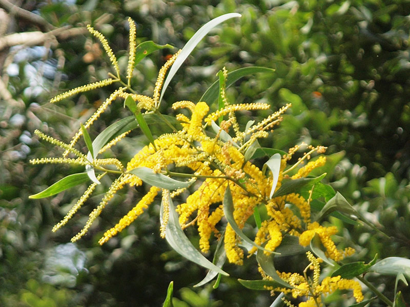 Flowers of Ear-leaved Acacia