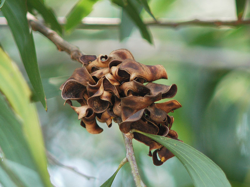 Fruit pods of Ear-leaved Acaci