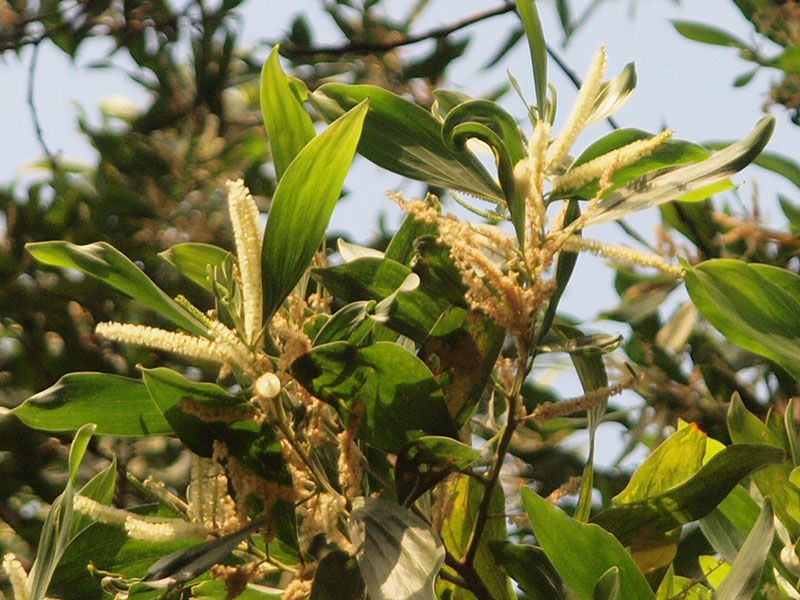 Flowers of Big-leaved Acacia