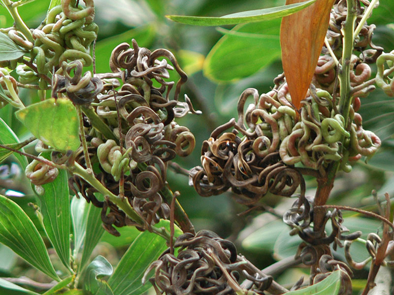 Fruit pods of Big-leaved Acacia