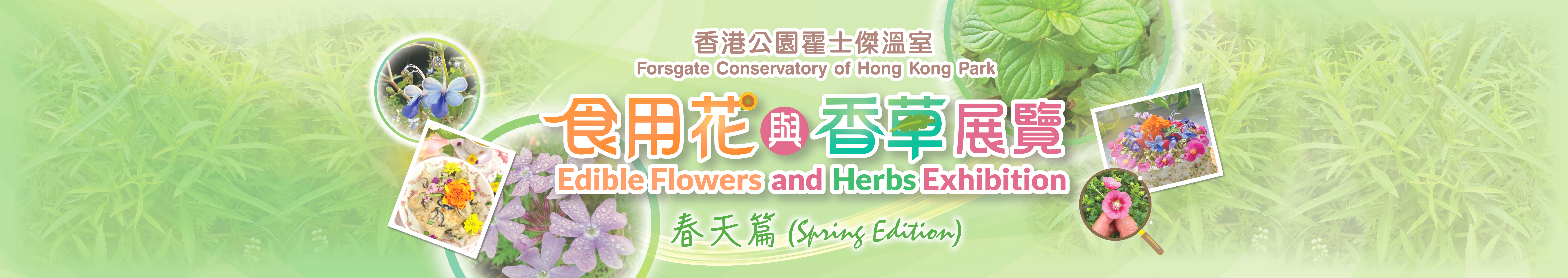 香港公园食用花与香草展览（春天篇）