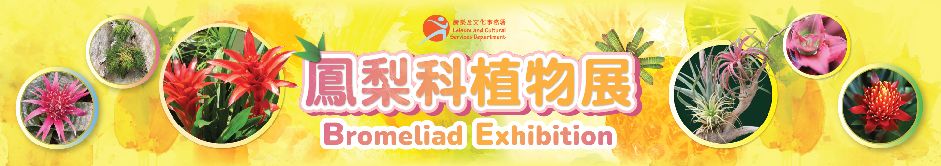 香港公园凤梨科植物展览