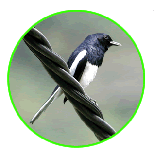 Oriental Magpie Robin (Male)