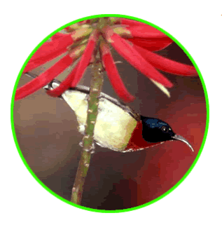 Fork-tailed Sunbird (Male)