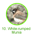 White-rumped Munia