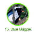Blue Magpie