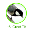 Great Tit