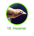 Hwamei