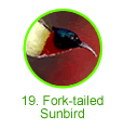 Fork-tailed Sunbird