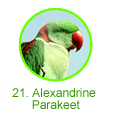 Alexandrine Parakeet
