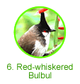 Red-whiskered Bulbul