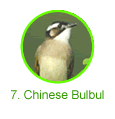 Chinese Bulbul