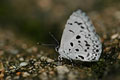 Common Hedge Blue