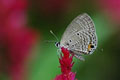 Plains Cupid