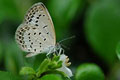 Pale Grass Blue 2